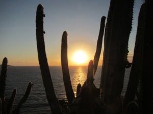 sunrise through cactus